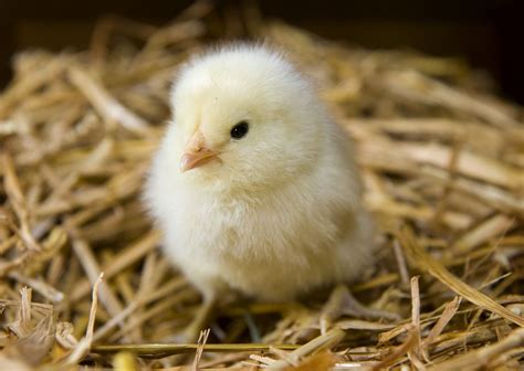How To Raise Baby Chicks Into Coop Hens