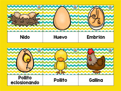 Sgblogosfera Mar A Jos Arg Eso Ciclo De Vida De La Gallina