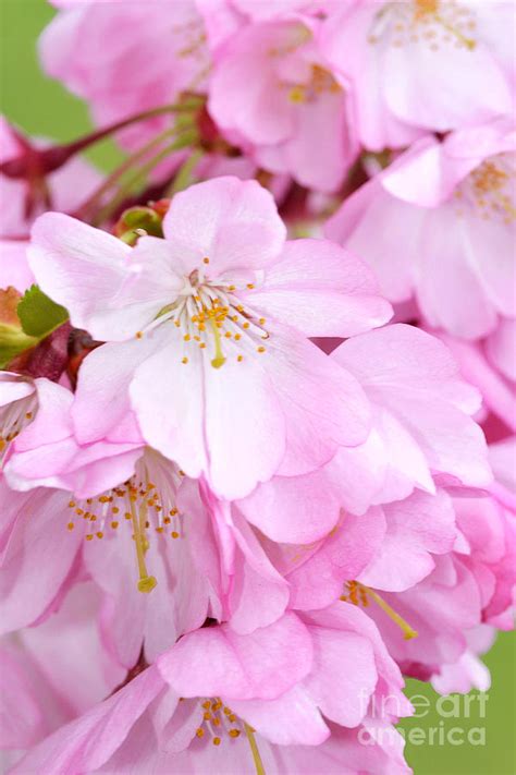 Pink Cherry Blossom Branch Photograph By Regina Geoghan