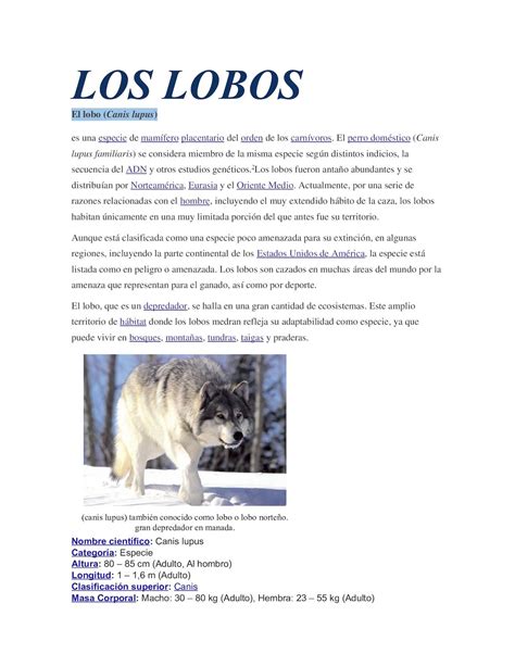 Introducir 97 Imagen Las Características De Los Lobos Abzlocalmx