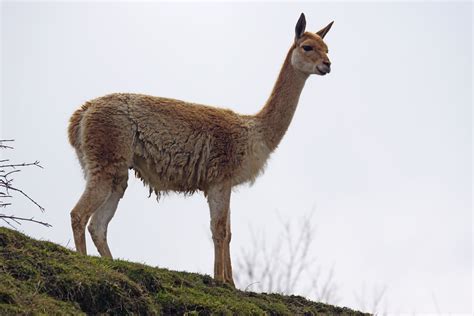 Free Images Wildlife Fauna Llama Animals Vertebrate South