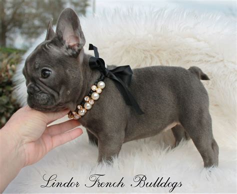 Puppy ready to find a forever home. Home in 2020 | French bulldog blue, Bulldog puppies for ...