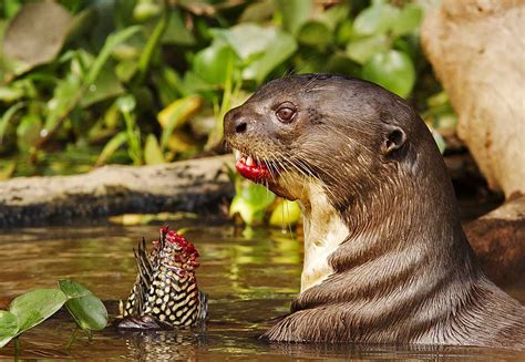 The Giant Otter Can Be Over Five Feet Long And Is The Most Vocal Otter
