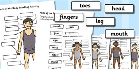 Body Parts Labelling Activity Body Parts Labelling Activity