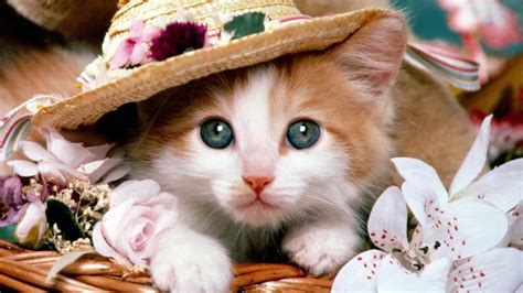 Beautiful Cats Wallpapers Top Free Beautiful Cats Backgrounds