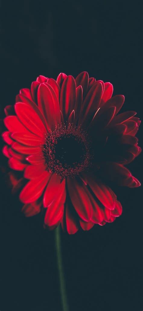 Red Flower Wallpapers Top Free Red Flower Backgrounds Wallpaperaccess