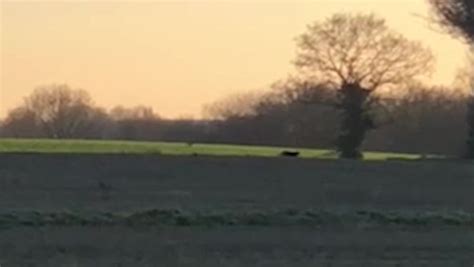 Big Cat Caught On Camera Prowling Countryside In Incredible Clear