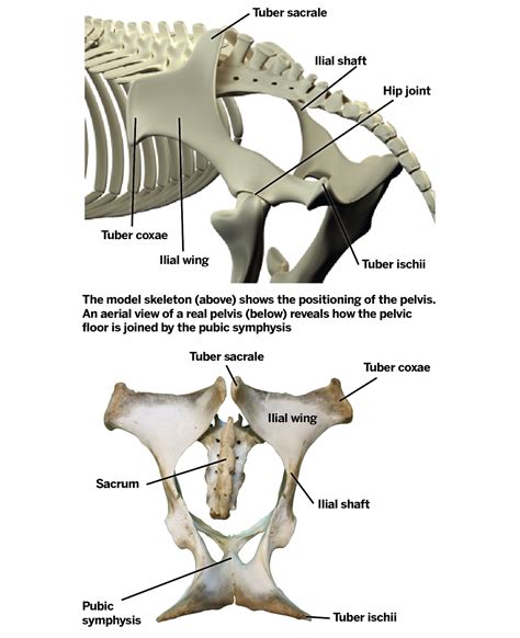 Pelvic Fractures In Horses All You Need To Know Horse And Hound