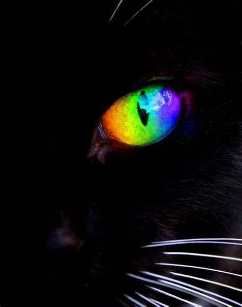 Rainbow Colors De Larc En Ciel Toni Kami Colorful Kaleidoscope Black