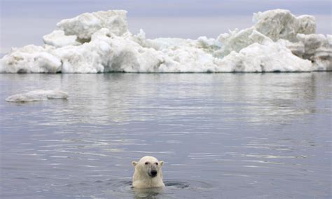 Polar Bear Population Decline A Wake Up Call For Climate Change Action