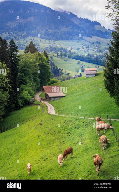Swiss Cows In A Grass Field In Frutigen Switzerland Stock Photo Alamy