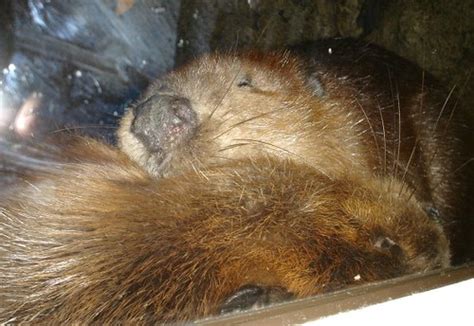 Sleepy Beavers Elleban26 Flickr