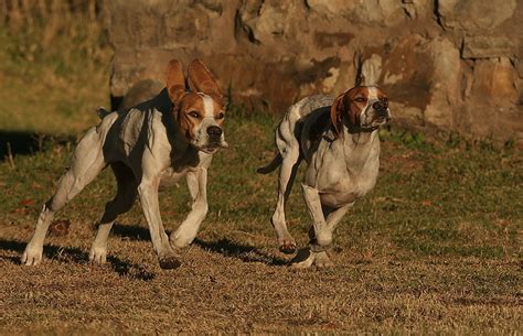 English Pointer Dog Breed Information And Pictures Petguide
