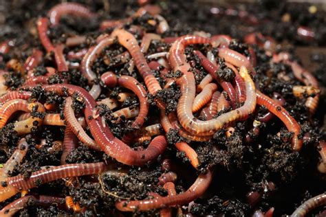 Red Wriggler Composting Worms Vermicompost Farmer Harry