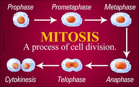 A Step By Step Explaination Of The Stages Of Mitosis Biology Wise