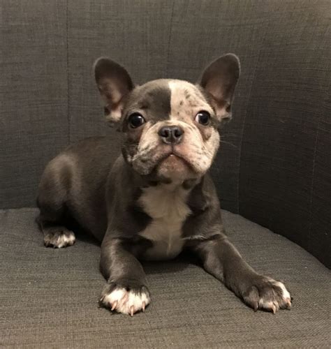 List Of French Bulldog Frenchie Mixes With Pictures