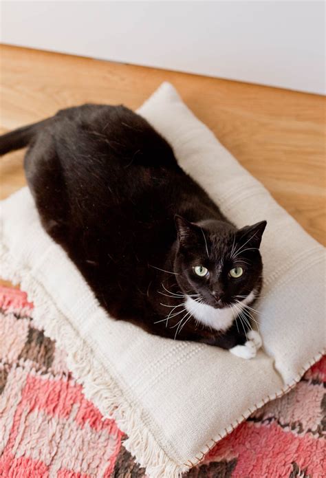A Diy Cat Bed That Cost Less Than 8 To Make Paper And Stitch