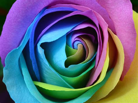 Wallpaper Rose Multicolored Rainbow Bud Petals Hd Widescreen