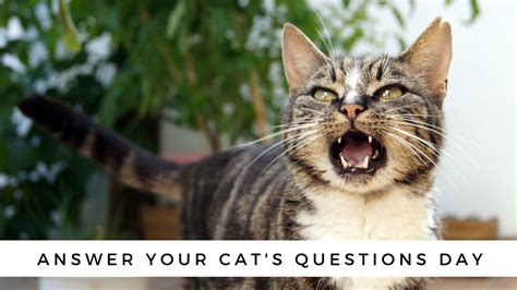 Answer Your Cats Questions Day Cattipper Cat Blog