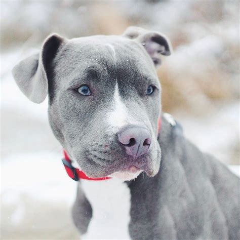 When do pit bull puppies open their eyes? Gorgeous Grey & White Pitbull Puppy with Blue Eyes & Red Collar // via nicole_ransom | Instagram ...