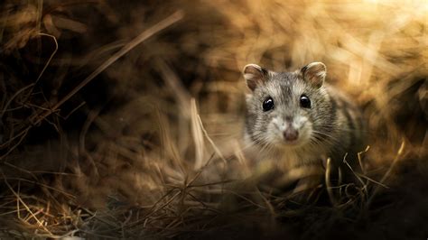 2560x1440 Jungar Hamster Rodent Glare 1440p Resolution Wallpaper Hd