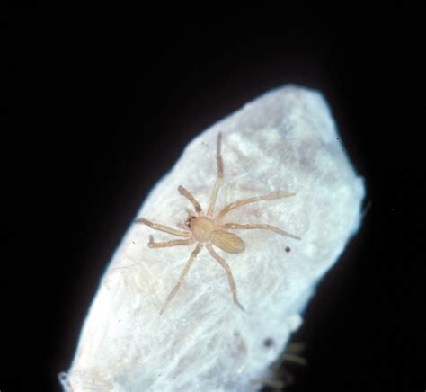 Brown Recluse Spiderling On Egg Sac Photo By Sturgis Mckeever Georgia