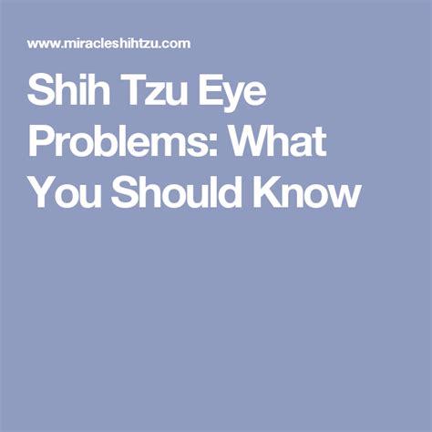 Shih Tzu Eye Problems What You Should Know Eyes