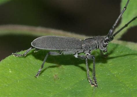 Gray Longhorned Beetle Dorcaschema Nigrum Bugguide Net