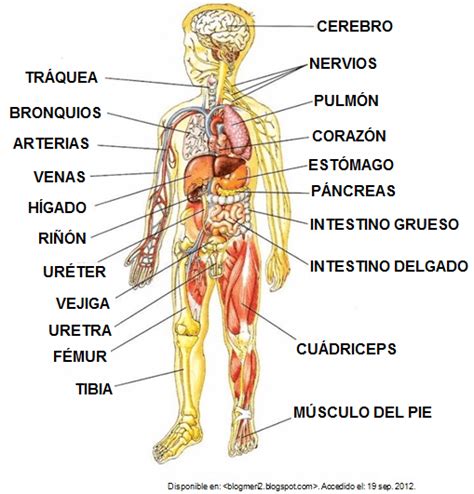 Nuestro Cuerpo Por Dentro Quizizz