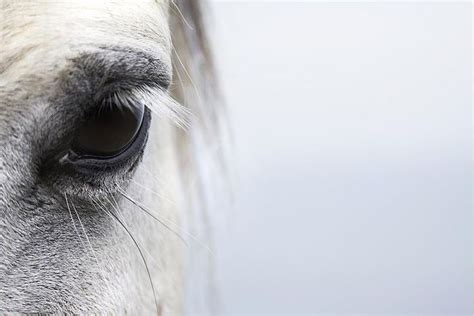 First Aid For Horse Eye Injuries And Infections Horses Horse Healing