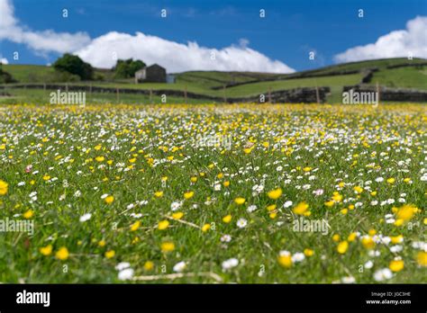 Wildflower Meadow England Hi Res Stock Photography And Images Alamy