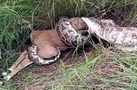 python swallows deer photos revealed newstrack english 1