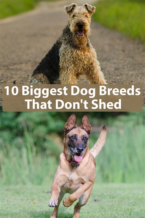 10 Biggest Dog Breeds That Dont Shed Dog Breeds That Dont Shed