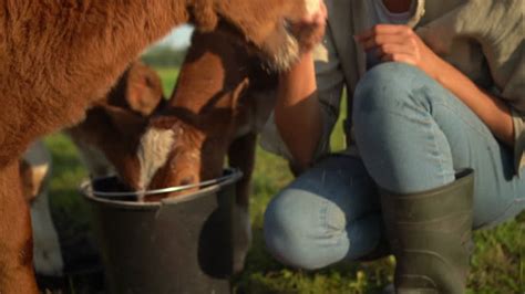 Feeding Cow Grass Stock Videos And Royalty Free Footage Istock