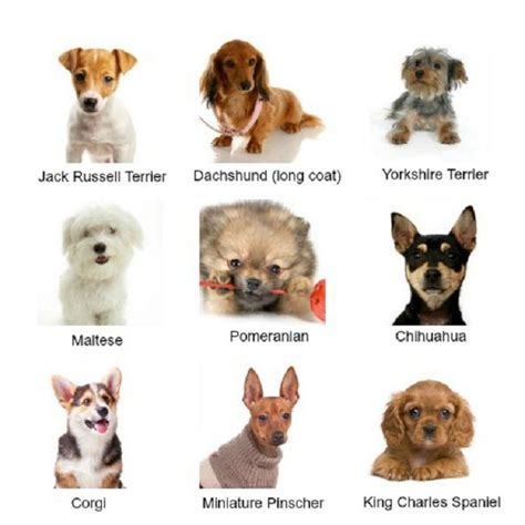 Small Dog Breeds Chart List All Dog Breeds Dog Breeds Chart Types
