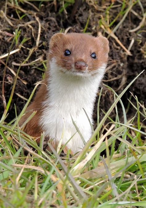 About A Brook Weasel Again