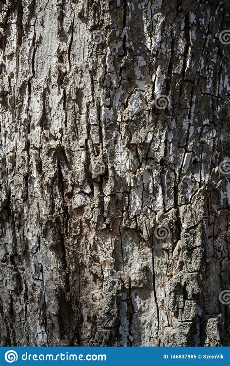 Populus Nigra Tree Bark Or Rhytidome Texture Detail Stock Image Image