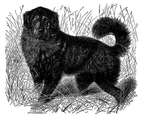 Antique Images Thibet Dog Vintage Digital Download Animal