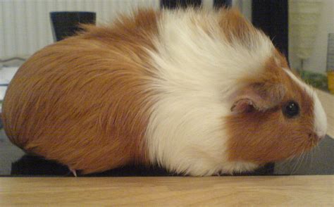 The additional feature of satin variants is the special gloss or shine of the hair. Different Breeds of Guinea Pigs- Moo Moo Pets Blog