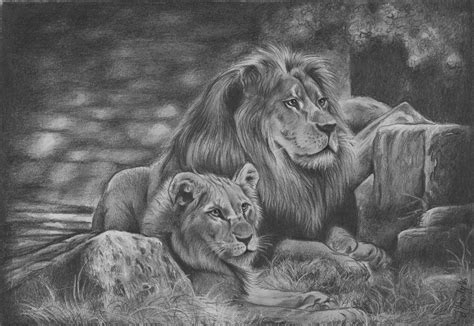 Lion head drawing with pencil. Lions family pencil drawing | Lion tattoo design, Lion ...
