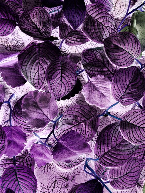 Leaves Plant Veins Macro Purple Hd Phone Wallpaper Peakpx