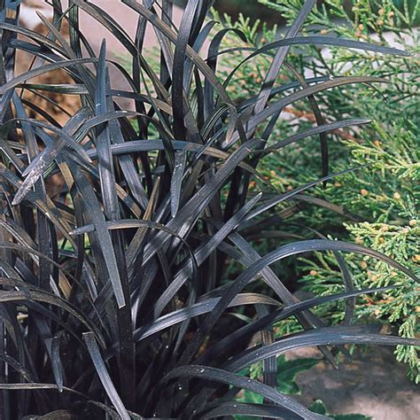 Black Grass Ophiopogon Planiscarpus Nigrescens J Parker Dutch Bulbs