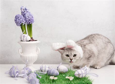 Funny Kitten In A Hat With Easter Bunny Ears Lilac Hyacinths In A Vase