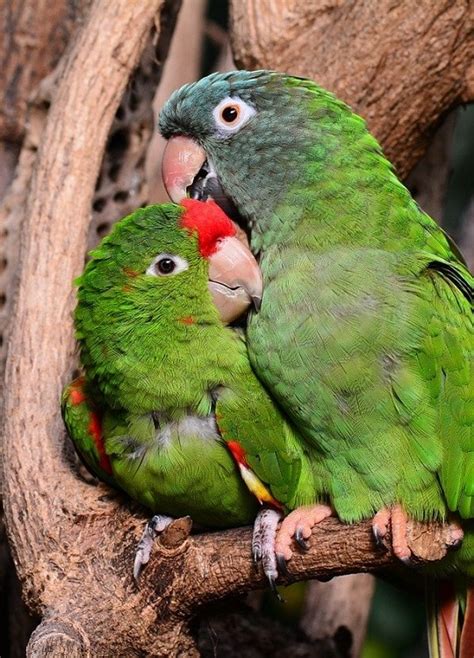 Types Of Conures With Pictures Psittacology