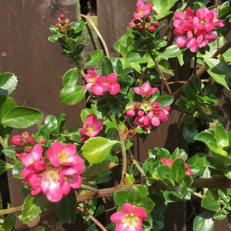 Escallonia Apple Blossom Escallonia Apple Blossom In Gardentags