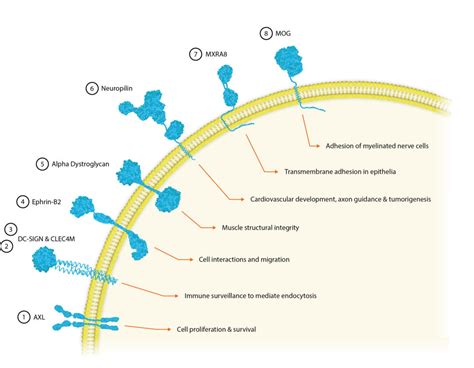 Cellular Receptors For Viral Entry The Native Antigen Company