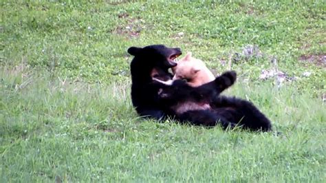 Cream Coloured Bear Cub Filmed Wrestling With Mom Ctv News