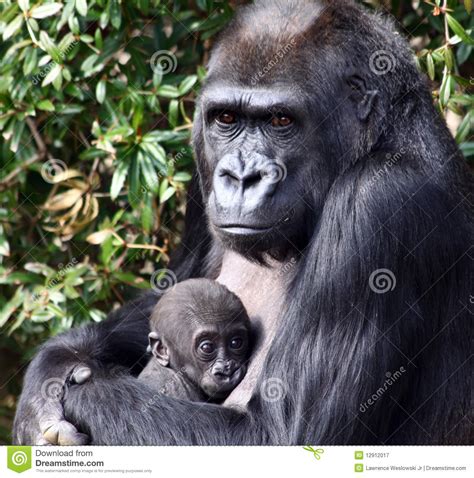 Western Lowland Gorilla Holding Her Newborn Baby Stock