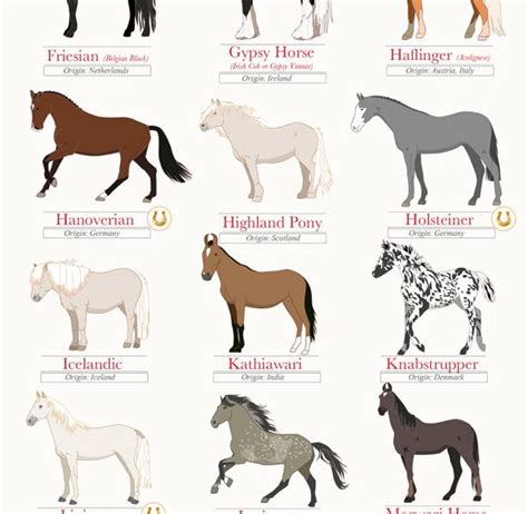 45 Beautiful Horse Breeds Infographic Best Infographics