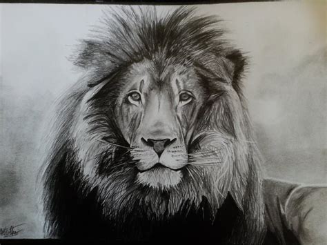 17 Lion Drawings Pencil Drawings Sketches Freecreatives